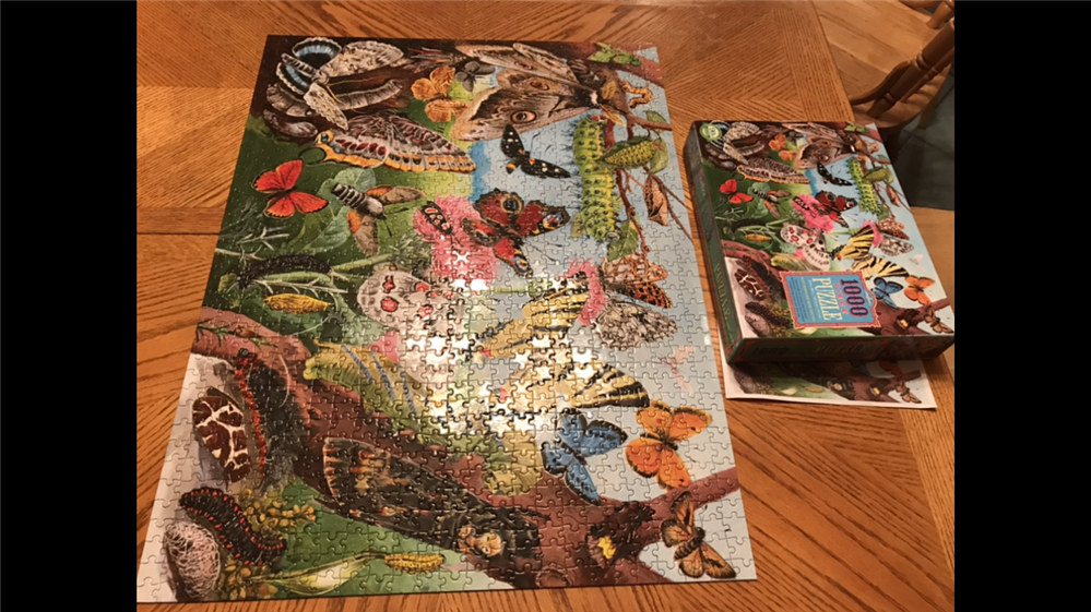 Complete Metamorphosis Butterfly 